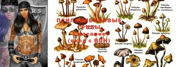 ГАЛЛЮЦИНОГЕННЫЕ ГРИБЫ Новокубанск